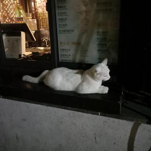 日本精㊙️a在线观看
