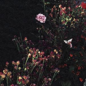 日本精㊙️a在线观看
